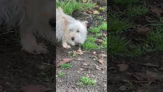 Coton de Tulear [upl. by Airal]