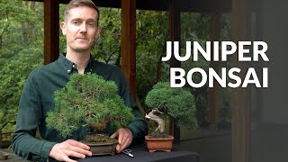 Juniper Bonsai tree care [upl. by Aydidey780]