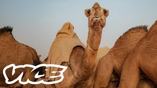 Camel Racing in Saudi Arabia A Million Dollar Industry [upl. by Savill]