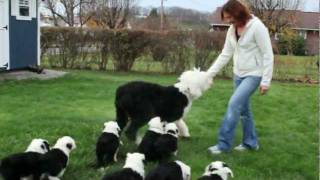 Old English Sheepdog Matilda and Her Puppies [upl. by Bergen]