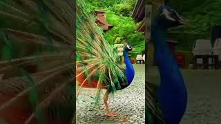 peacock🦚 peacock peacockvoice peacocksound nationalbird nature birds birdsounds peacocking [upl. by Metzgar]