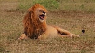 Beautiful Inselberg Male Lion  Masaimara  9 January 2025 [upl. by Padraic73]