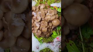 what are these mushrooms Smithers area BC Canada [upl. by Aglo]