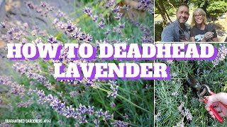 ✂ How to Deadhead Lavender  QG Day 141 ✂ [upl. by Teillo435]