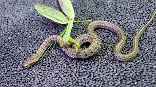 King Mantis Eats Small Snake Mantis VS Snake [upl. by Arnie441]