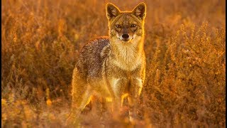 10 Types of Animals Found in the Desert [upl. by Sean]