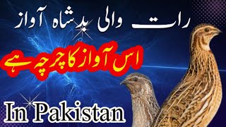 Bater ki awaaz rat walibatair quail call to night [upl. by Grath]