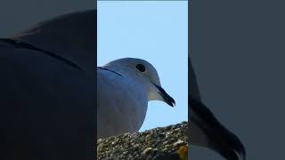 Collared dove callsound Streptopelia decaocto shorts [upl. by Hendry]