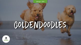 Goldendoodle amp Mini Goldendoodle Ultimate Breed Guide  The Right Breed for You [upl. by Elleryt]