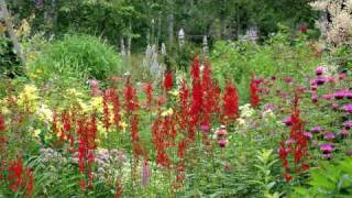 Gardening Tips amp Flowers  How to Grow Cardinal Flower Lobelia Cardinalis [upl. by Hitt]