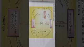 Nitrogen cycleScience for class8th [upl. by Neyrb]