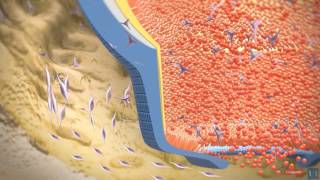 3D modeling  Root tooth development [upl. by Sunderland930]