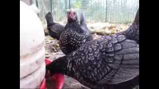 OEGB Sebright cross bantam hens [upl. by Nalad781]