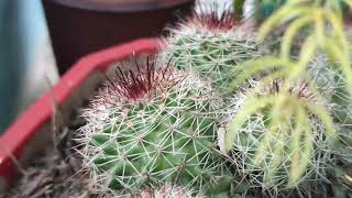 Mammillaria plant [upl. by Ahsinahs736]