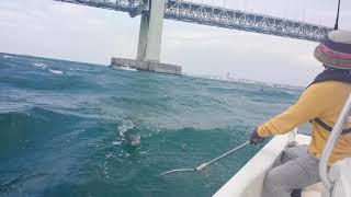 明石海峡の釣り 船釣り 青物釣り メジロ釣り 飲ませ釣り ボート釣り 楽しい釣り 沖釣り [upl. by Parlin]