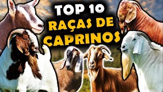 AS 10 PRINCIPAIS RAÃ‡AS DE CAPRINOS CRIADOS NO BRASIL  RAÃ‡AS DE CAPRINOS USADOS NO BRASIL [upl. by Anilejna]