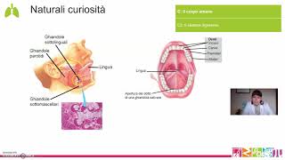 C2 Il corpo umano  Il sistema digerente [upl. by Boak]