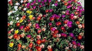 Como Reproducir Verdolaga o Portulaca de Flor [upl. by Ferri667]