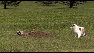 Badger Vs Cat in Yard [upl. by Dorcas]