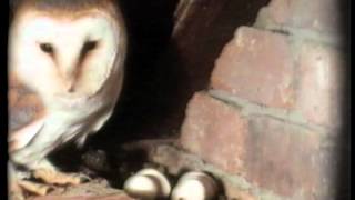 DavidCobhams THE PRIVATE LIFE OF THE BARN OWL  introduced by Sir David Attenborough I wildlife [upl. by Leigha]