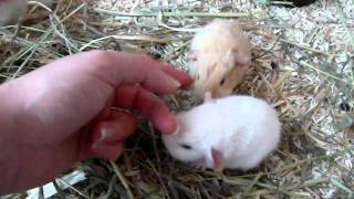 Bébés cochon dinde couinent avec maman [upl. by Honoria]