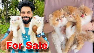 Persian Cats For Sale  Pure Breed Persian kittens  Persian Cat  Persian Cat price in india [upl. by Elyrad890]