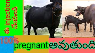 chorulon uses in telugu repeat breeding treatment [upl. by Novelc60]