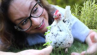 Grow an ENTIRE HERB GARDEN for Your CHICKENS 🌱🐔❤️ [upl. by Lustig277]