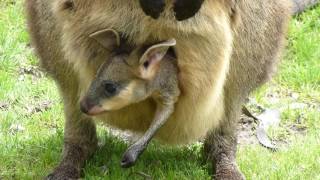 Baby Kangaroo in Pouch [upl. by Etireugram]