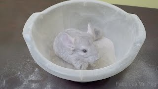 Chinchilla Loves Dust Bath [upl. by Hinze638]