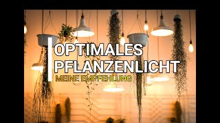 Pflanzenlampe  nur EINE Lampe für VIELE Pflanzen Pflanzenlicht [upl. by Naik]