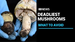 Australias deadly mushrooms What to avoid and what to do if youve eaten one  ABC News [upl. by Levan]