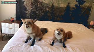 Meet the cutest pet foxes with 25 million Instagram followers [upl. by Ilecara]