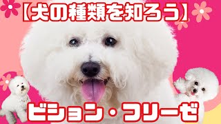 【犬の種類を知ろう】ビション・フリーゼ [upl. by Domph]