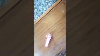 CUTEST WORM TOY cutewormtoy funniesttoy shortsvideo shortviral trending toy [upl. by Anivle]