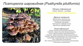 Псатирелла шаровидная Psathyrella piluliformis [upl. by Anivol]