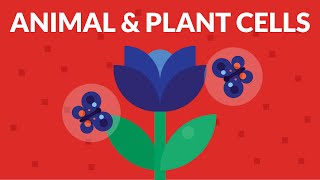 Similarity Between Animal And Plant Cells [upl. by Siramad]