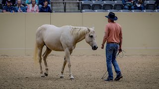 Honza Bláha  Liberty festival Kentucky  part 2B long  first time without halter and flexion [upl. by Siobhan]