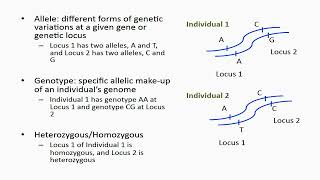 Heterozygous and Homozygous Alleles [upl. by Macdonald]