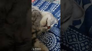 maimarachi padukundhi bijilitalli😻shorts cat catlover love viral trending sirimallipetsworld [upl. by Haynor]