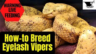 How To Breed Eyelash Pit Vipers A Complete Guide [upl. by Rebak43]