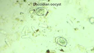 Unsporulated coccidian oocyst in rabbit fecal sample [upl. by Fenton]