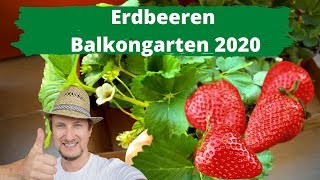 Erdbeeren Balkon Tagebuch 🍓 Pflanzen amp Düngen  April 2021 [upl. by Hampton757]