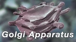 Golgi Apparatus [upl. by Benetta]