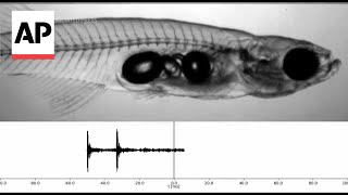 Scientists investigate how tiny fish make loud sounds [upl. by Lussi90]