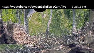 AvonLake EagleCam Live Stream [upl. by Harrod]