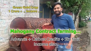 Mahogany Benefits Through Contract Farming By Chaturveda [upl. by Hovey158]