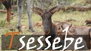 Tsessebe Damaliscus lunatus Rare Antelope Video From The Kruger Park  Stories Of The Kruger [upl. by Zoha]