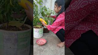 Process of How to Store Brinjal Seeds 🍆🍆 shorts garden vegetables gardening [upl. by Renrag]