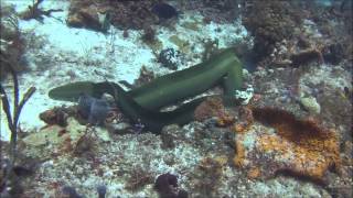 Green Moray Eels mating HD [upl. by Nuahc743]